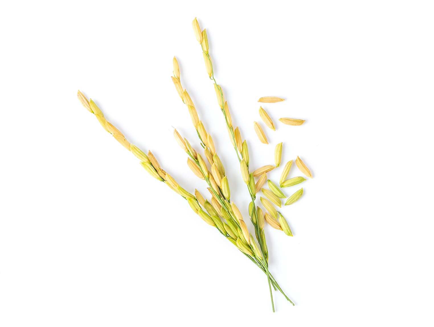 Arrozales