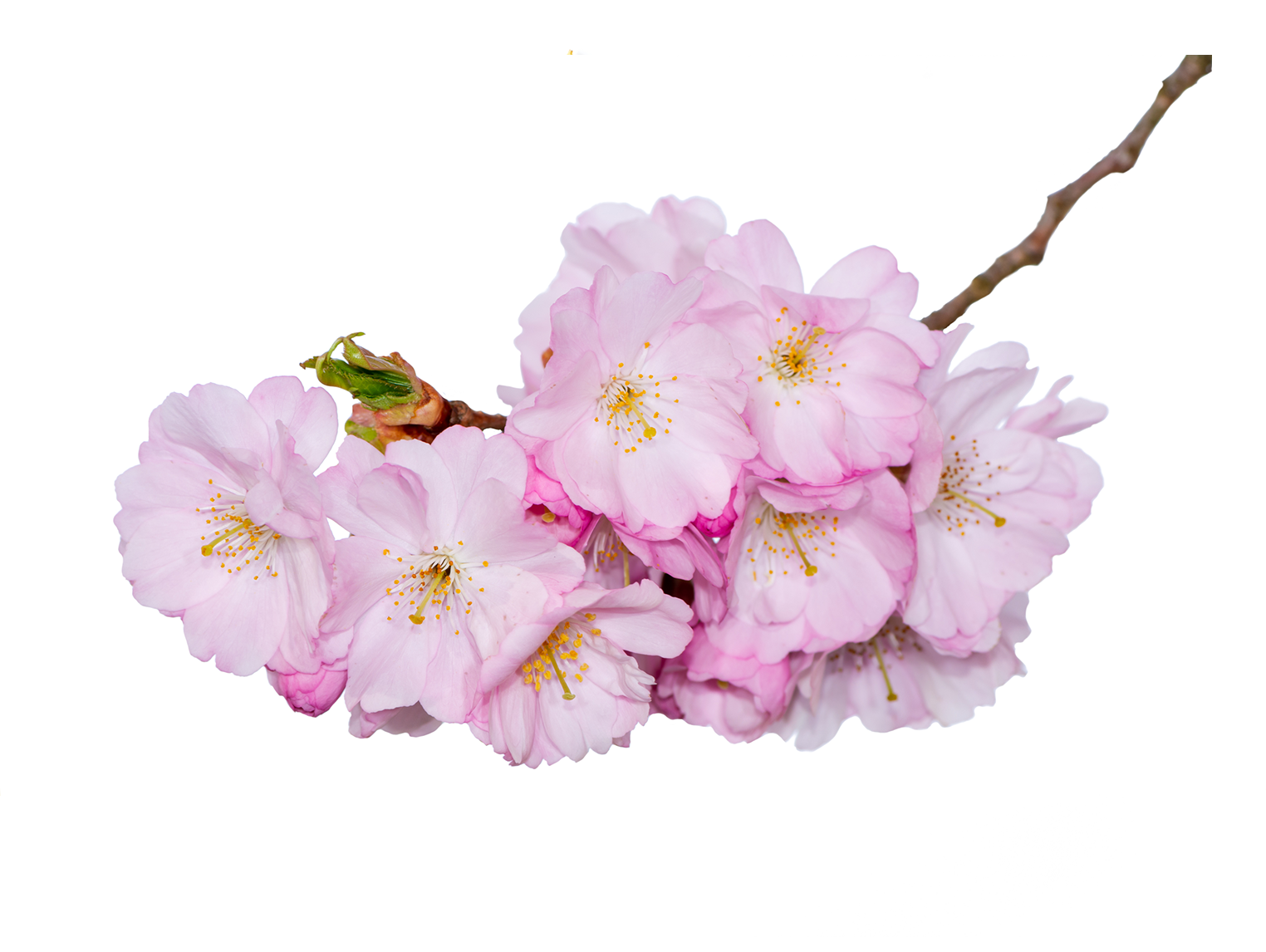 Sakura